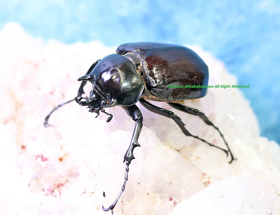 2026,2/2,3新着WILD 超Ultimate14 南米エクアドル便 最高峰!!ラミレス