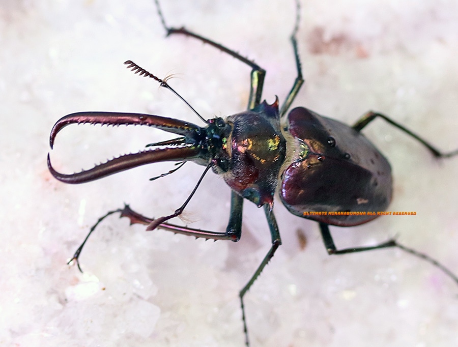 2026,2/22新着WILD 超Ultimate15 南米チリ便 世界最高峰!! チリ