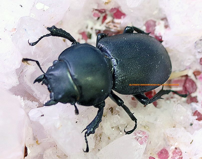 2026,2/22新着WILD 超Ultimate15 南米チリ便 世界最高峰!! チリ