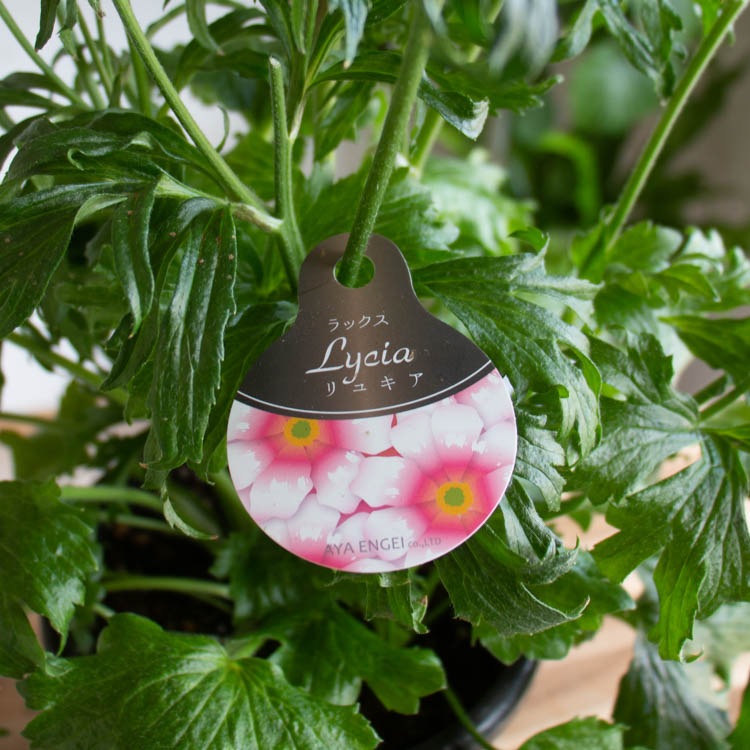 現品限り／ 鉢植え「ラナンキュラス ラックス・リュキア」6号鉢 高さ55