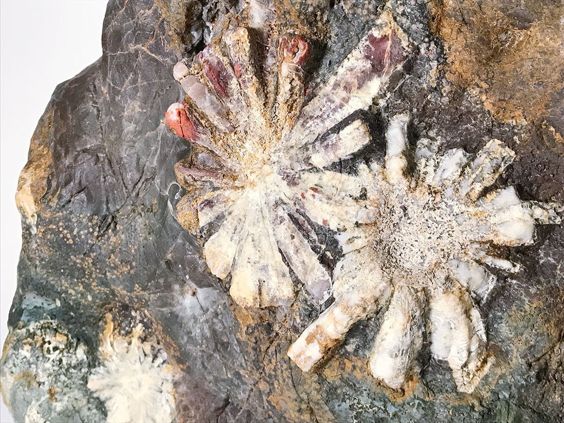 岐阜県根尾谷産 菊花石 (木製台座付き)