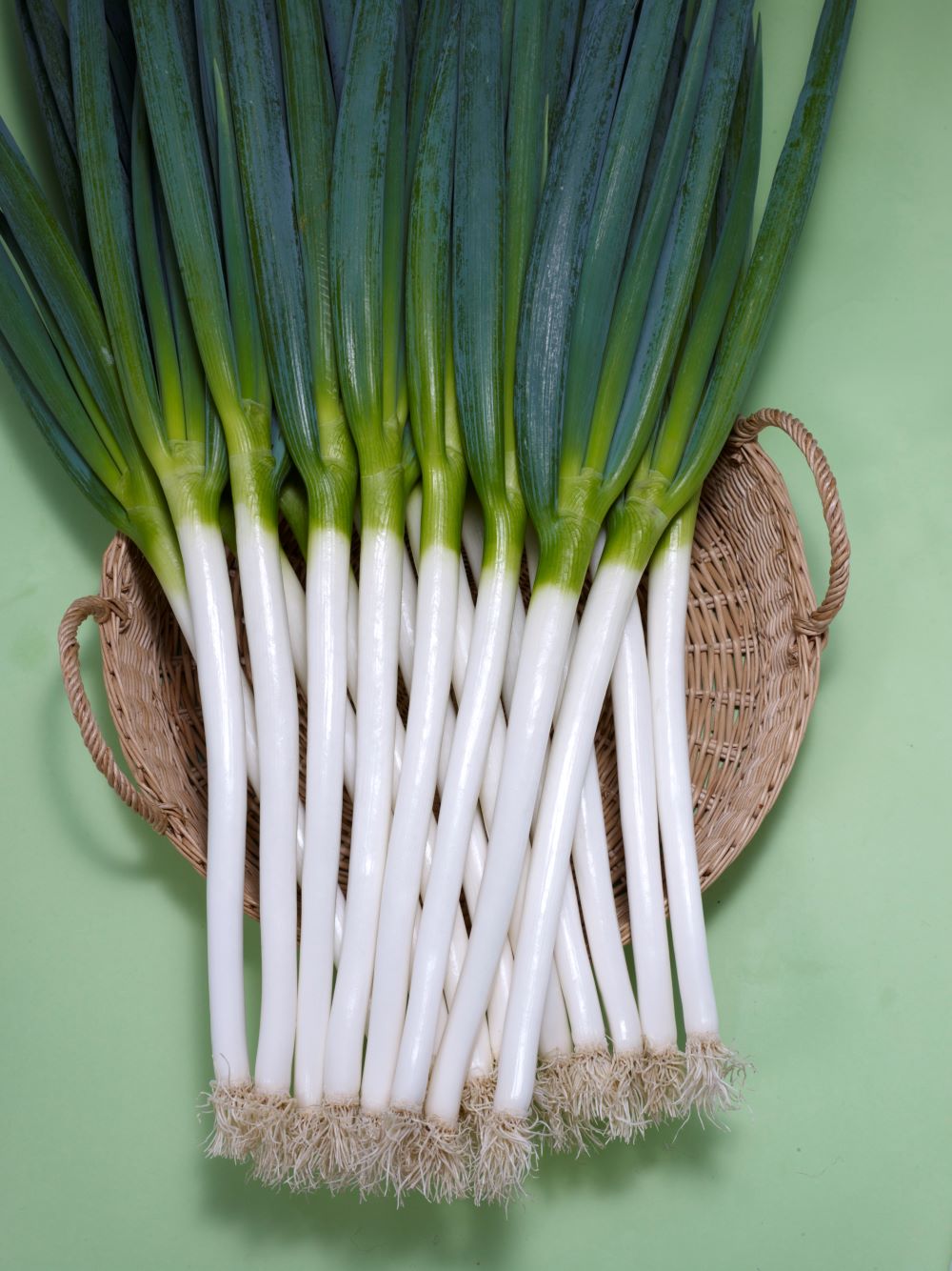 項羽一本太 白ネギ 25000粒 楽天市場】項羽一本太(THN160)【トーホク