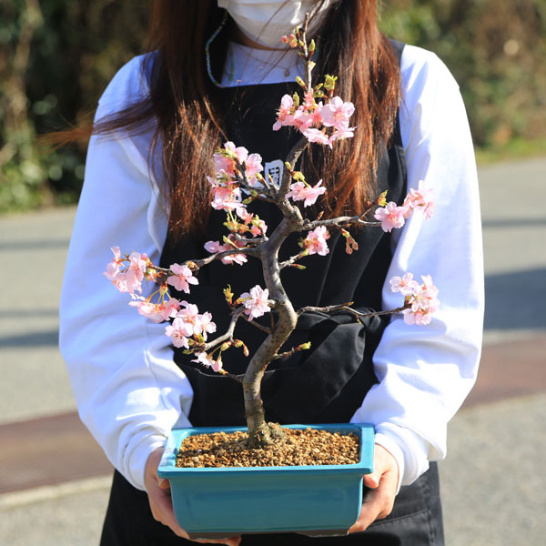 桜盆栽：特選河津桜(緑釉長方縁付鉢)*sakura送料無料bonsai | 梅盆栽