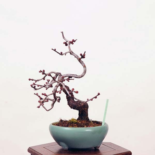 小品盆栽：緋梅*現品限り ヒバイ うめ ウメ Ume | すべての商品 | 遊恵