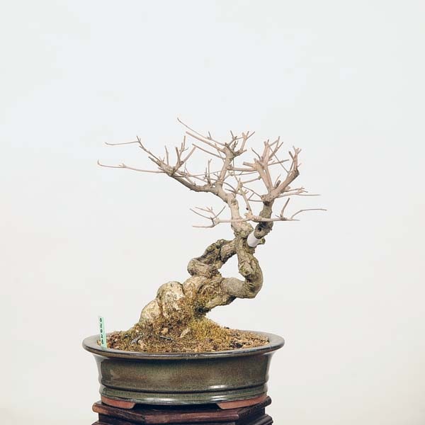 中品盆栽：小紫式部 現品*ｺﾑﾗｻｷｼｷﾌﾞ Komurasakishikibu | すべての商品