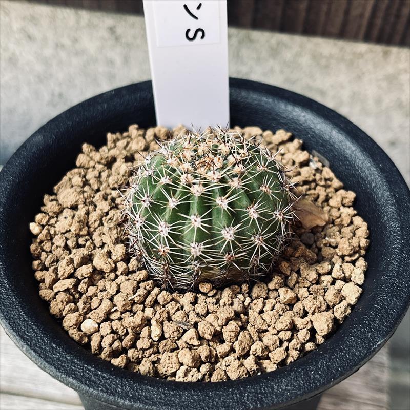 花サボテン*S 幅3cm | サボテン＆多肉植物,サボテン | 遊恵盆栽 本店