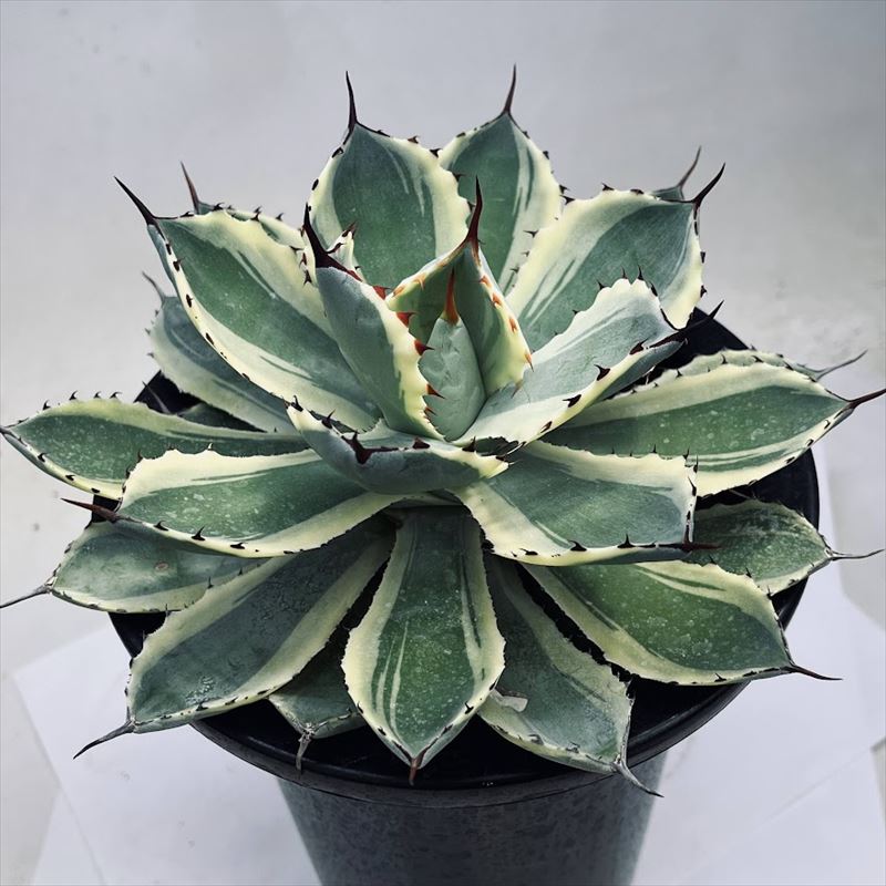 多肉植物：アガベ 吉祥冠錦 覆輪*LL 幅20cm | サボテン＆多肉植物