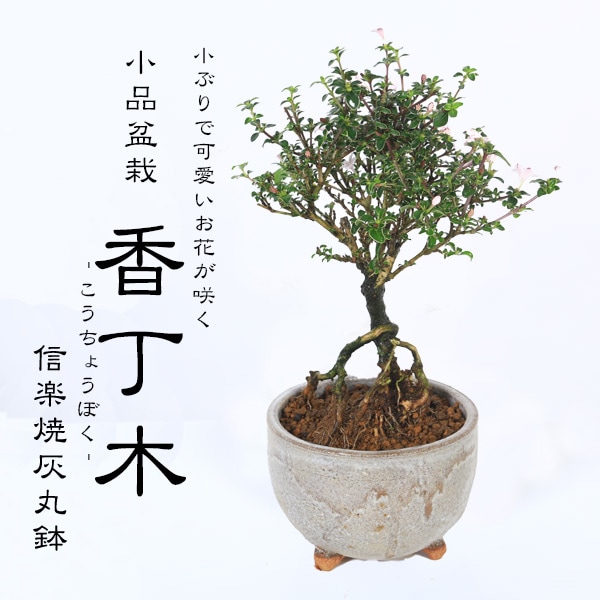 小品盆栽：香丁木(信楽焼灰丸鉢)*かみ山陶器 小花 花 鉢植え 鉢花