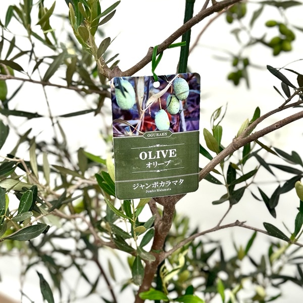 シンボルツリー 観葉植物：オリーブの木 ジャンボカラマタ*10号 現品を