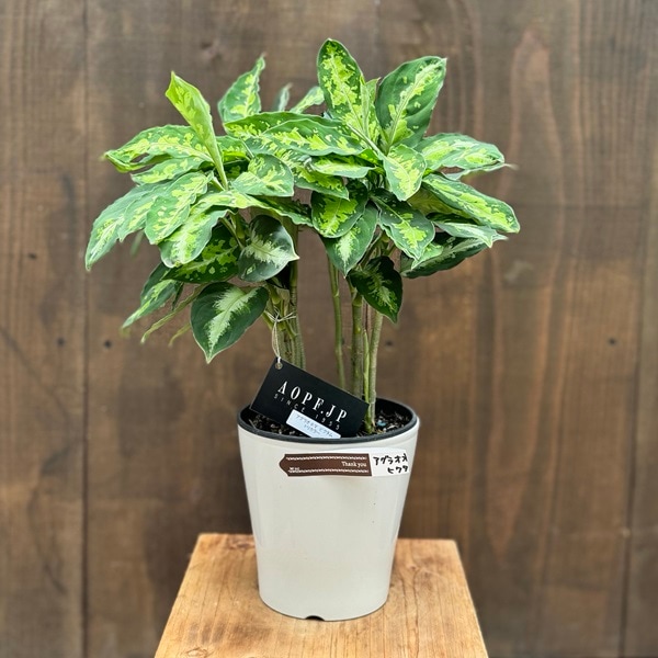 おしゃれ 観葉植物：アグラオネマ ピクタム トリカラー*5号 Aglaonema
