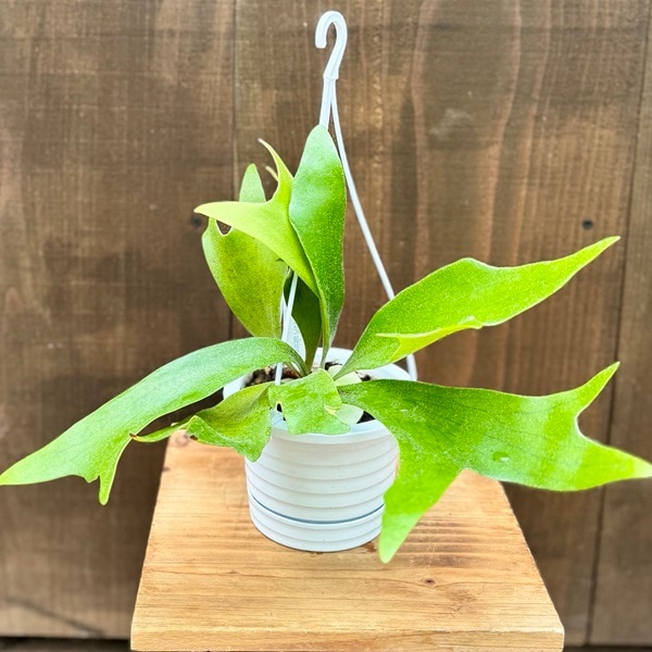 観葉植物：ビカクシダ コウモリラン アルキコルネ*4号吊り鉢