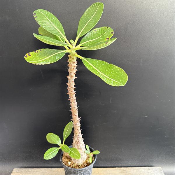 コーデックス：パキポディウム ウィンゾリー 国内実生*葉幅24cm 現品