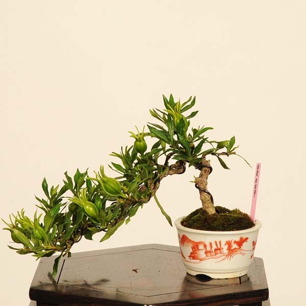 盆栽：実成梔子(くちなし)*現品 一点物 クチナシ Minarikuchinashi