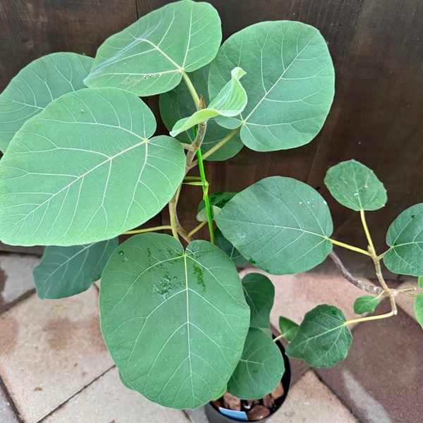 観葉植物：フィカス エベレスト*フィカス エベレスト*6号 プラポット