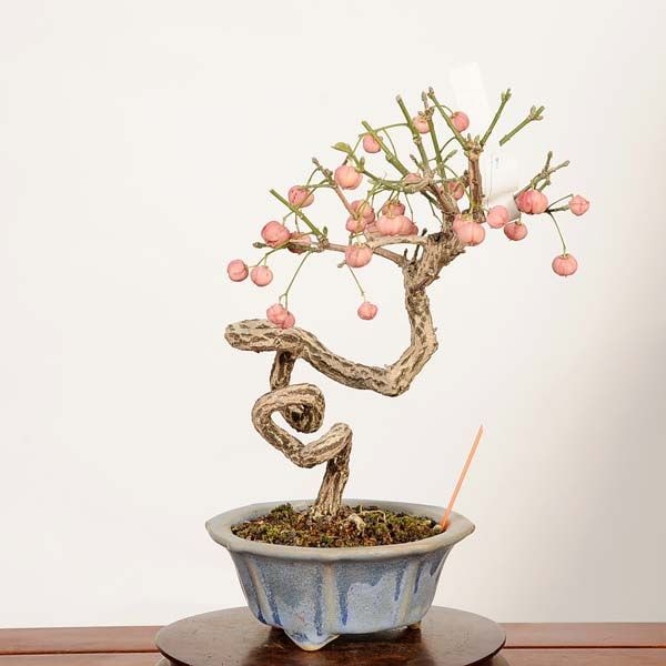 盆栽：真弓(まゆみ)現品*一点物 マユミ Euonymus hamiltonianus Mayumi