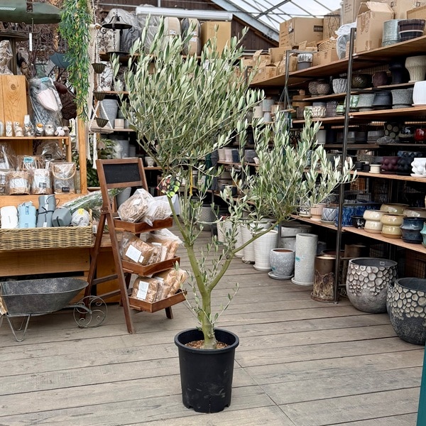 特選庭木 観葉植物：オリーブ（ミッション）極太 SOUJU 創樹*安心の9号