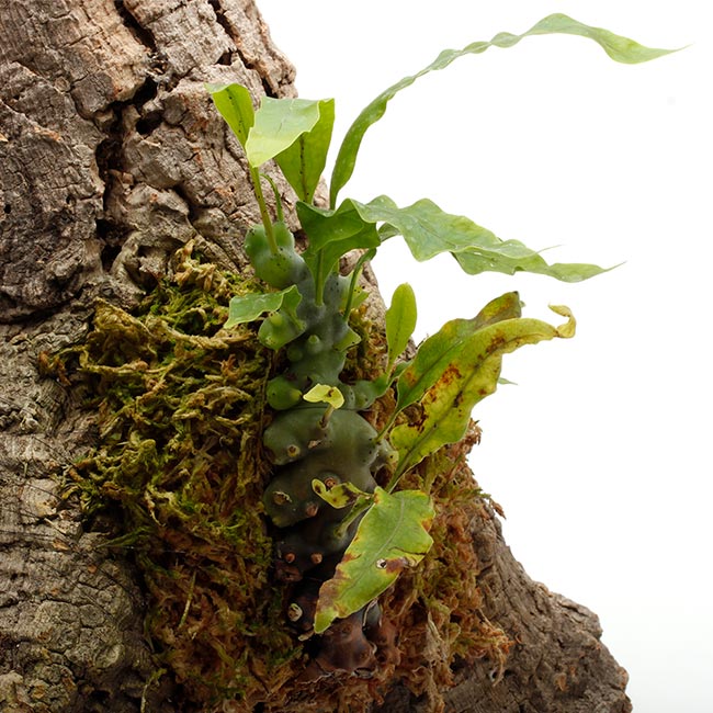 Lecanopteris balgooyi [ レカノプテリス・バルゴイ ] 【 PN200401-06 】