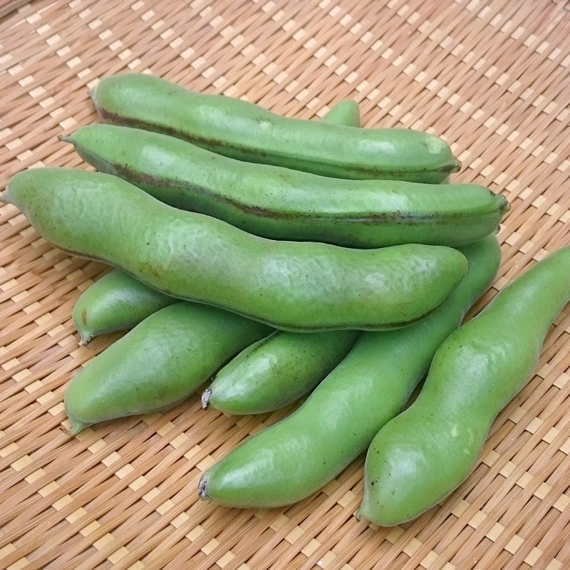 そらまめ 300g 冷蔵便 空豆 そら豆 発送期間4月～5月 | パック売り野菜