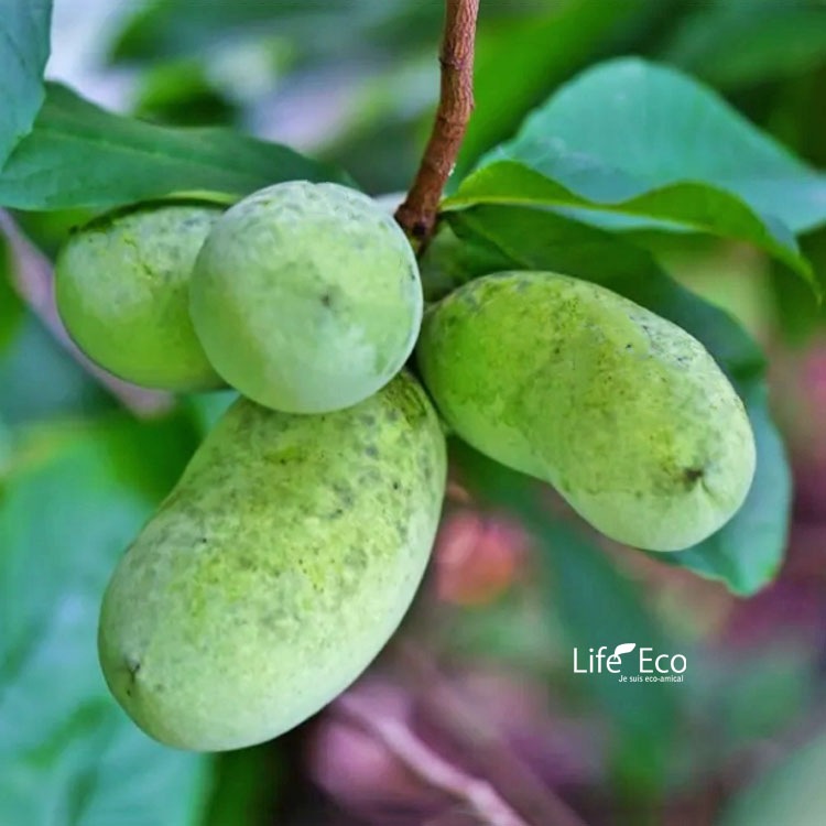 庭木・植木 ポポー（ポーポー） 4年生苗【実生】 1本立 / 5寸・約H40～60cm