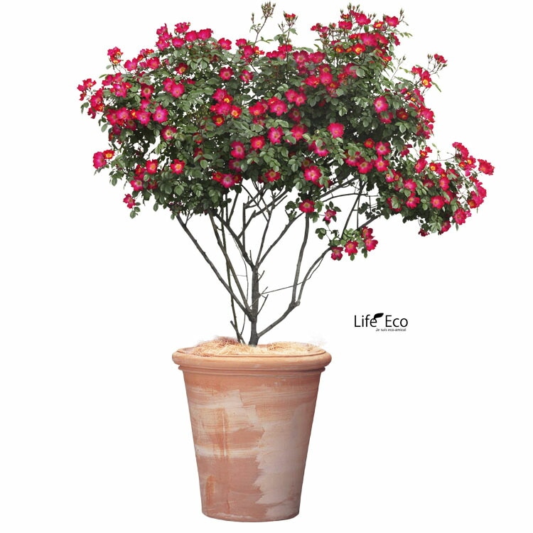 植木鉢 大型 イタリア製 素焼き テラコッタ鉢 アルトポット ラウンド