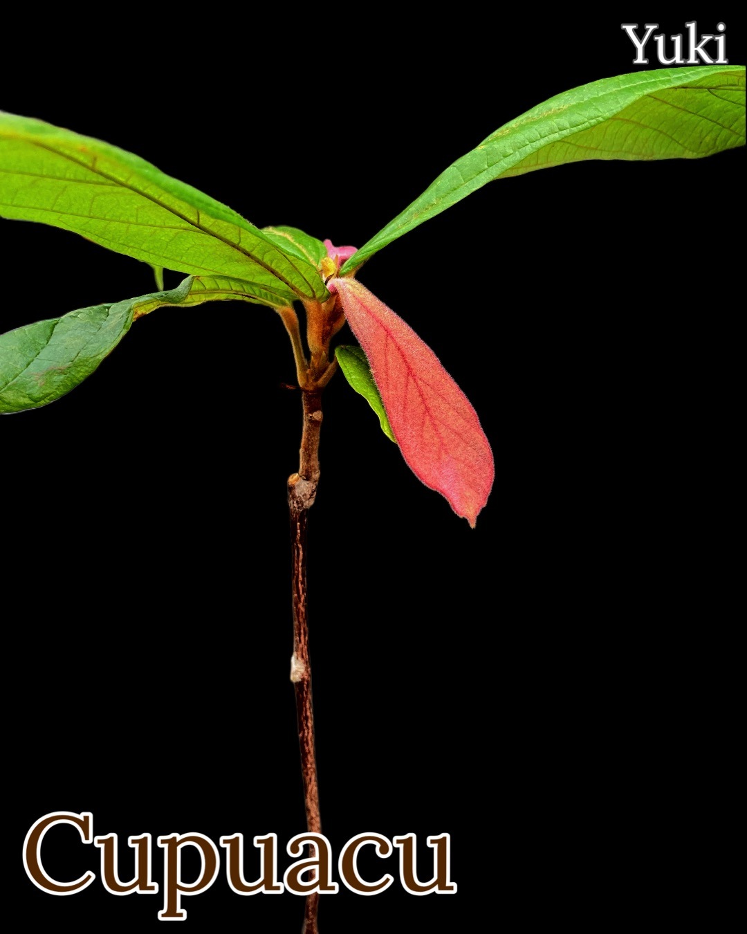 カカオ・クプアスの販売通販ならユーキーズ。