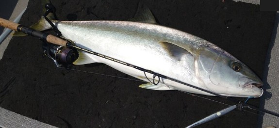 MC works'/デュアルエッジ DE643LR スタンダードモデル | ロッド