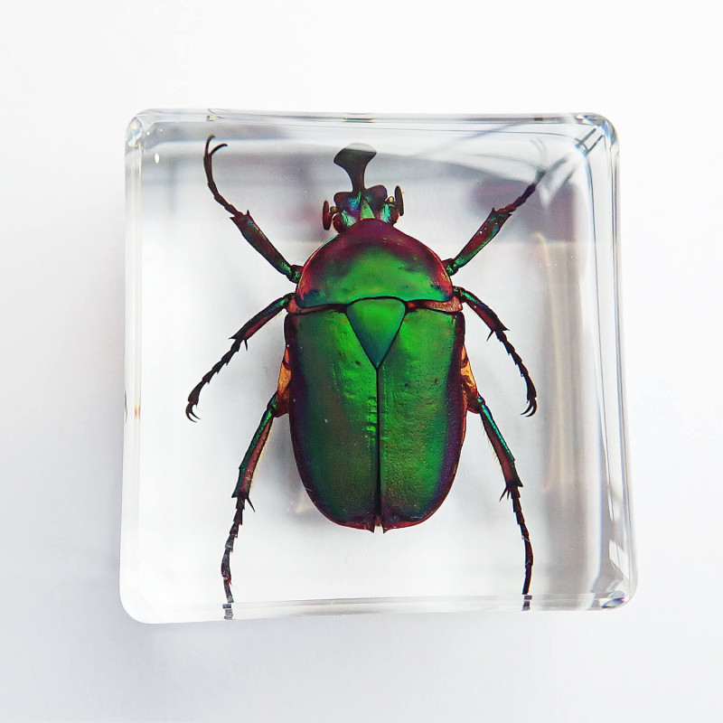 昆虫食 樹脂標本 Trigonophorus rothschildi（カナブン） | 昆虫食