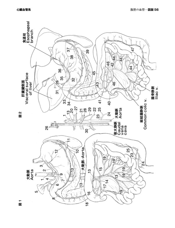 猫の解剖カラーリングアトラス | 基礎獣医学,解剖・組織学 | 株式会社