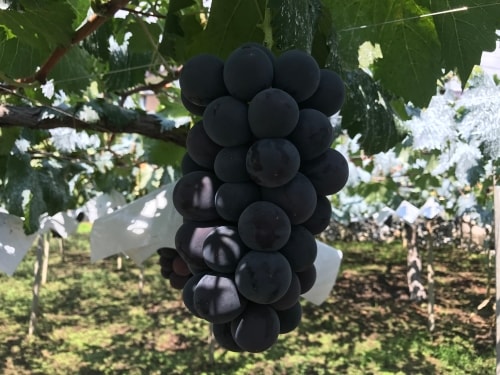 山梨県産 こだわりのぶどう三色詰め合わせ 2kg※お届け予定期間は8月23