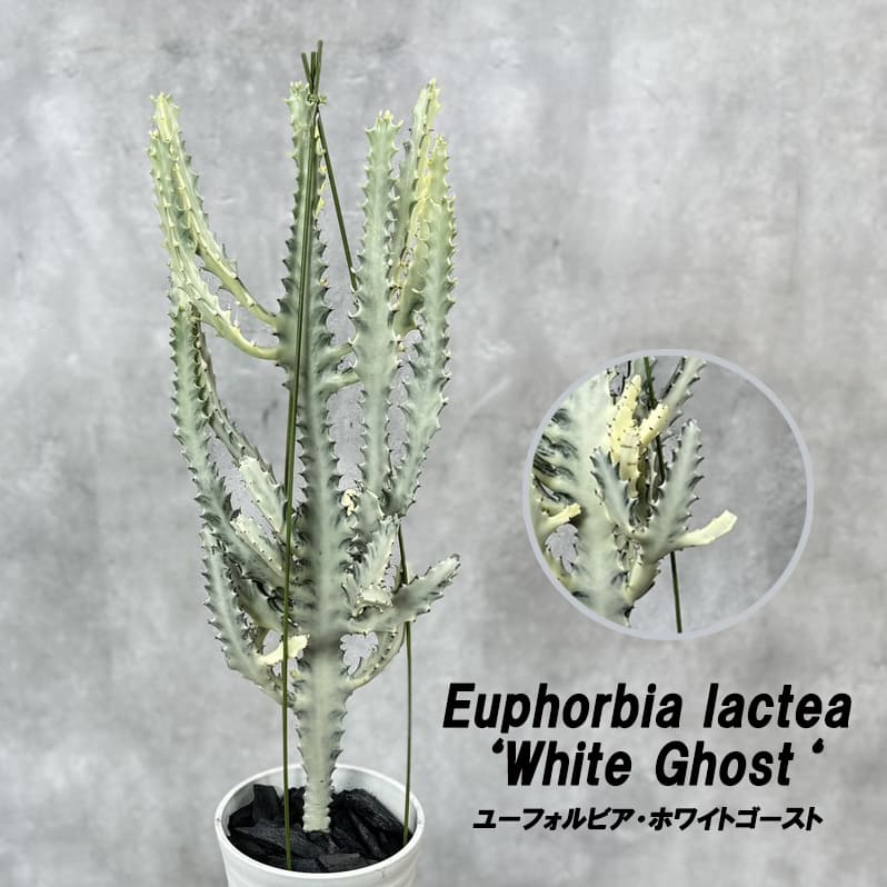 ユーフォルビア ホワイトゴースト 6号鉢 観葉植物 通販 greenery