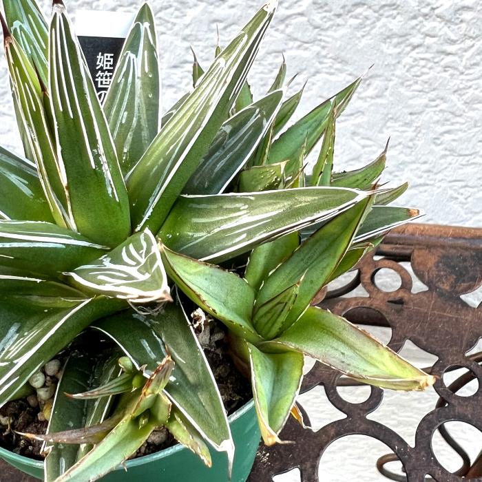 大特価！【アガべ 姫笹の雪白覆輪 中苗 子株付き】 2026年最新】姫笹の