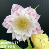 一点物】加藤農園 クリスマスローズ リトルアフロディーテ 4.5号（KT34