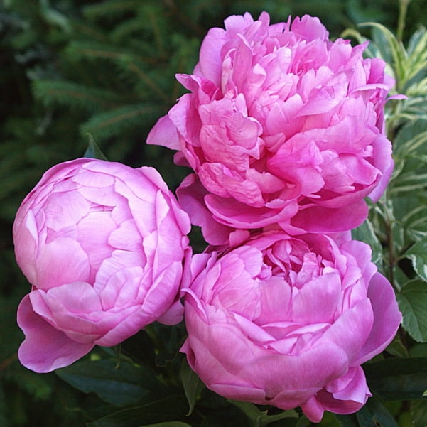 希少 （未開封）『芍薬 しゃくやく』B.MOCK グソーパズル 2014ピース