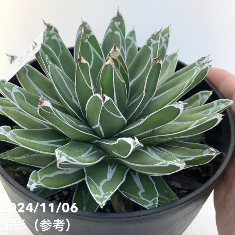 現品お届け】アガベ 6号 ビクトリア レジーナ（ビクトリア レギネ）笹