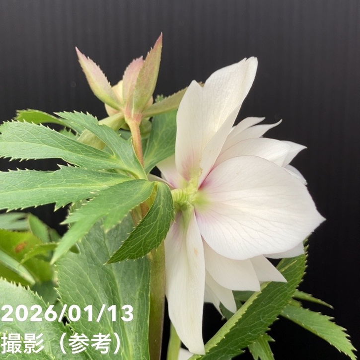 一点物】堀切園 クリスマスローズ ウィンターシンフォニー 静（シズカ