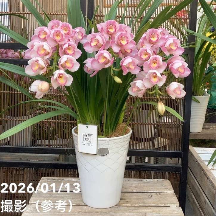 シンビジューム アーチ 7号陶器鉢 3本立 リボンの騎士 リボンノキシ