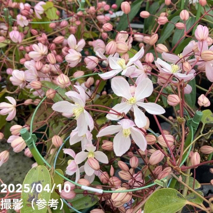 クレマチス アーマンディ系 アップルブロッサム 5号｜草花10-TU | 草花