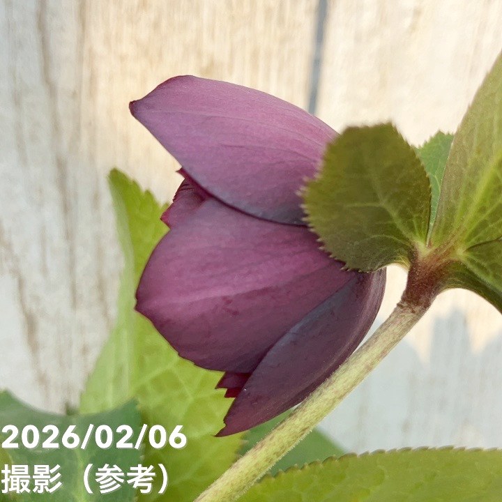 お買い得一点物咲き進み株】加藤農園 中間色系多弁クリスマスローズ