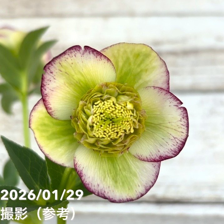 お買い得一点物咲き進み株】加藤農園 セミダブル系多弁クリスマス