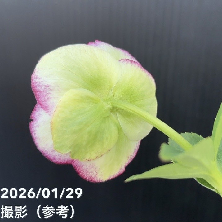 お買い得一点物咲き進み株】加藤農園 セミダブル系多弁クリスマス