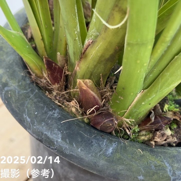 花芽5個以上＞ミスマフェット 6号｜ミツバチ蘭｜洋蘭10-TU | 草花,蘭