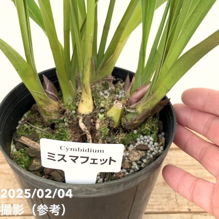 花芽5個以上＞ミスマフェット 6号｜ミツバチ蘭｜洋蘭10-TU | 草花,蘭