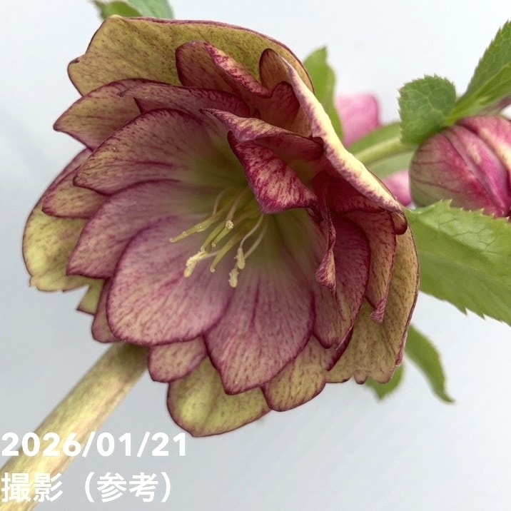 一点物】加藤農園 クリスマスローズ 4.5号（KT32）｜山野04-PA | 草花