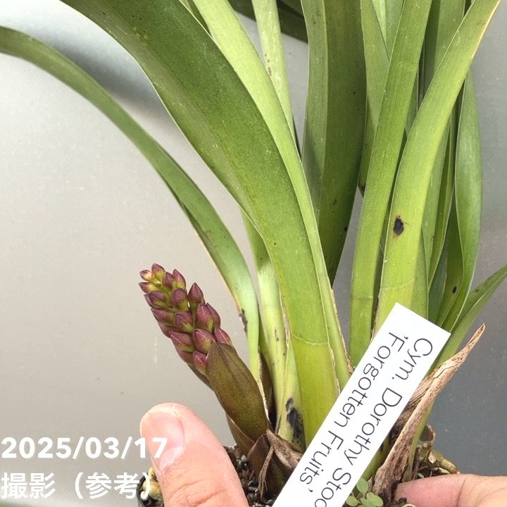 花芽1個付き＞フォアゴットンフルーツ 4号｜ミツバチ蘭｜洋蘭10-TU