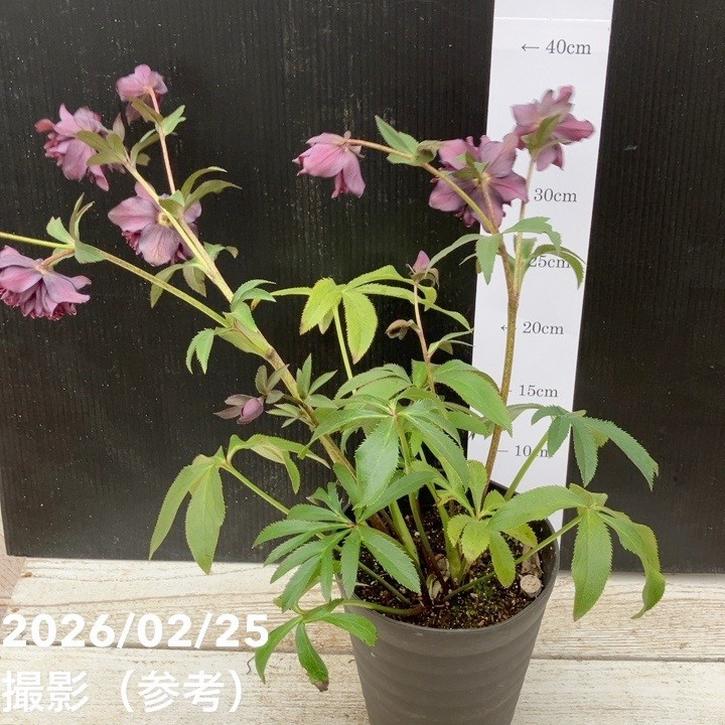 一点物】広瀬園芸 クリスマスローズ 4.5号（HR42）｜山野04-PA | 草花