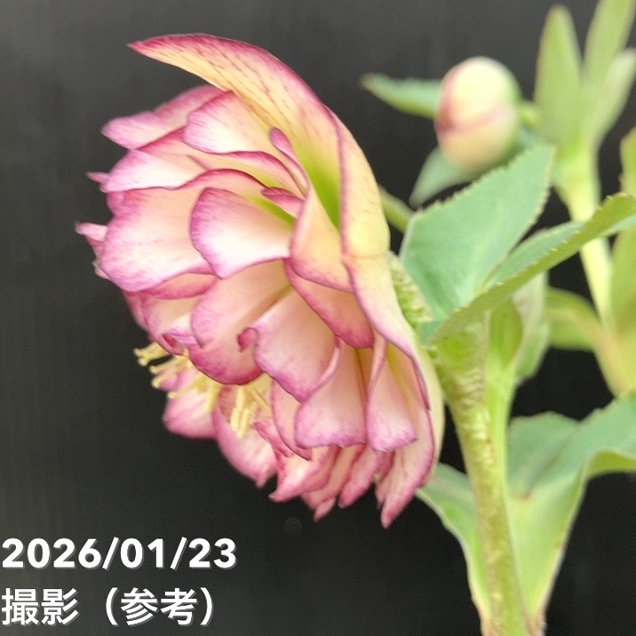 お買い得一点物咲き進み株】加藤農園 クリスマスローズ アフロディーテ