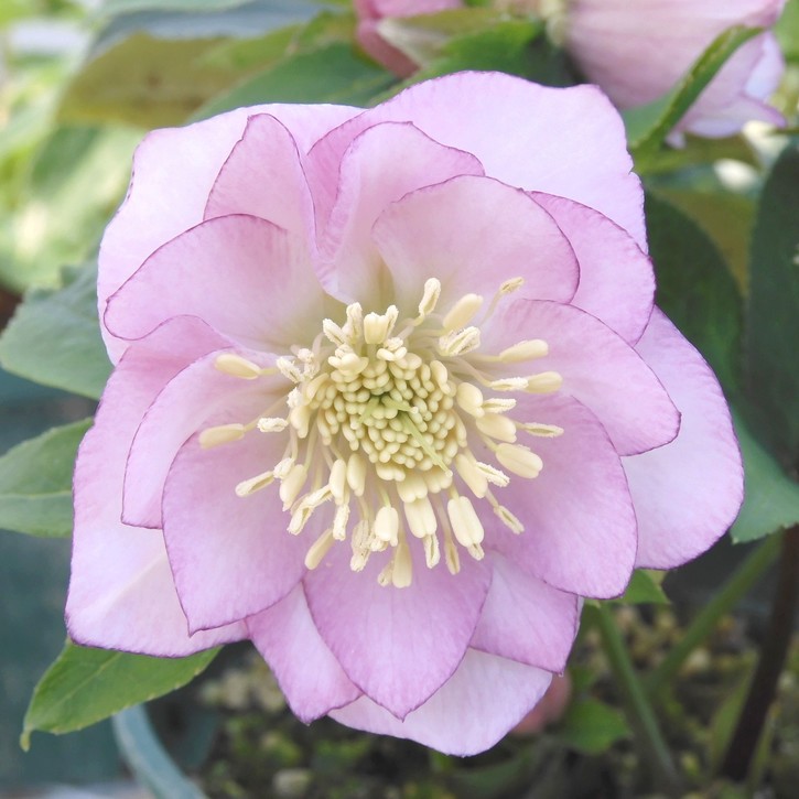 クリスマスローズ 伊勢みやび 3.5号 小春｜山野01-D1 | 草花