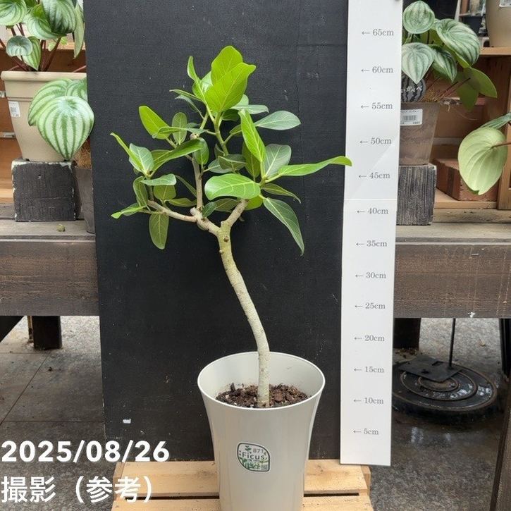 フィカス ベンガレンシス オードリー 6号｜観葉04-PA | 観葉・多肉