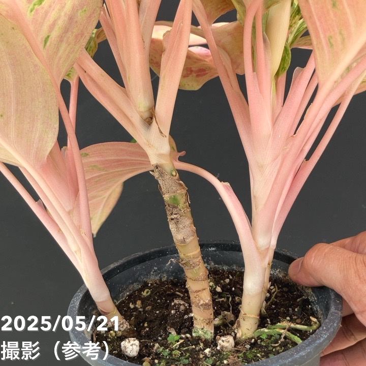 激レア！現品お届け】アグラオネマ 5号 ピンクイメリタス（4）｜観葉10