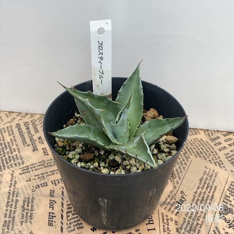 アガベ 3.5号 オバティフォリア フロスティブルー ovatifol. Frosty